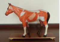 Modelo de caballo para MVZ Desmontable
