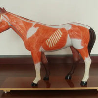 Modelo de caballo para MVZ Desmontable