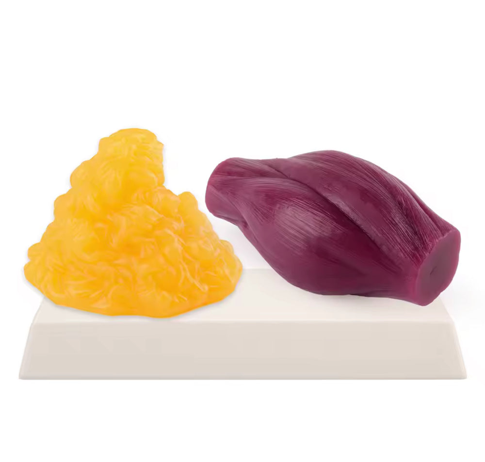 Replica de Músculo y Grasa