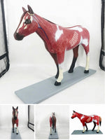 Modelo de caballo para MVZ Desmontable
