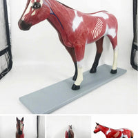 Modelo de caballo para MVZ Desmontable