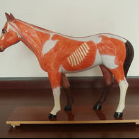 Modelo de caballo para MVZ Desmontable