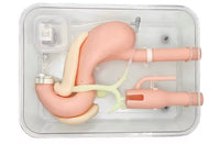 Simulador duodenal endoscopia estomago duodeno gastro
