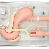 Simulador duodenal endoscopia estomago duodeno gastro