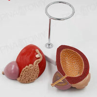 Vejiga urinaria humana próstata desmontable