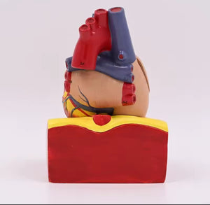 Modelo de corazón humano desmontable - tamaño real