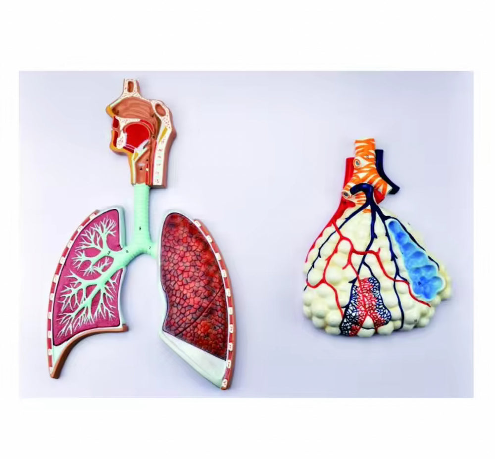 Sistema Respiratorio Pulmones con Aveolos