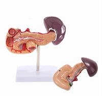 Modelo Anatomico De Bazo Y Pancreas Duodeno

