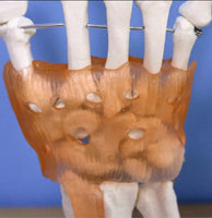 Modelo anatomico de mano con ligamentos (muneca)
