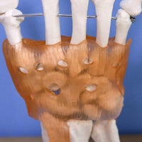 Modelo anatomico de mano con ligamentos (muneca)