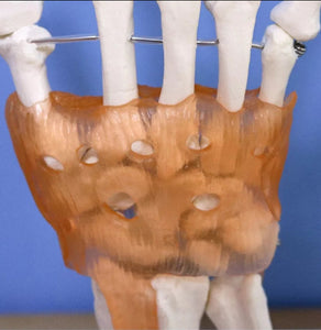 Modelo anatomico de mano con ligamentos (muneca)