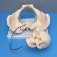 Modelo pelvis con craneo fetal