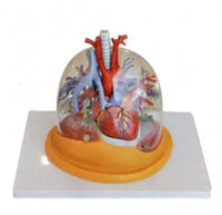 Modelo de Pulmon con corazon diafragma y arbol bronquial
