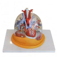 Modelo de Pulmon con corazon diafragma y arbol bronquial