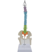 Modelo Anatómico De Columna Vertebral flexible colgante Con Pelvis - 45cms
