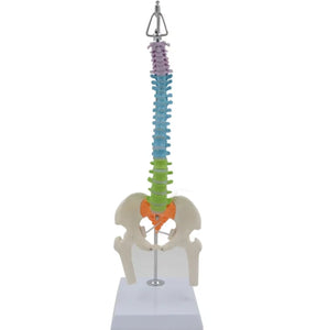 Modelo Anatómico De Columna Vertebral flexible colgante Con Pelvis - 45cms