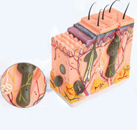 Estructura de la piel humana y el cabello
