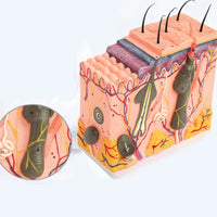 Estructura de la piel humana y el cabello