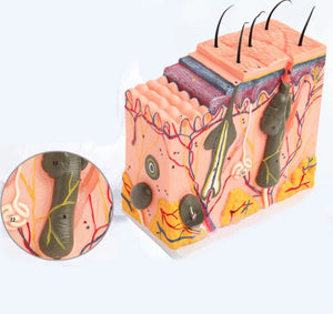 Estructura de la piel humana y el cabello