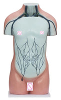 Torso de sistema vascular vena porta
