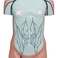 Torso de sistema vascular vena porta