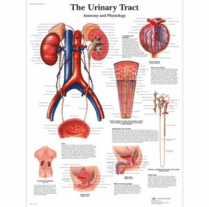 Póster anatomía Humana para consultorios PII