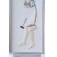 Simulador de reflejos médula espinal