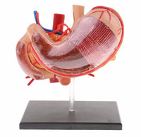 Modelo anatomico  estómago y páncreas humano 4D desmontable
