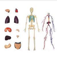 Modelo 4D sistema oceo y nervioso cuerpo humano - Desmontable
