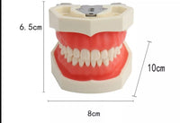 Modelo Dental - Tipodonto acrílico diferentes tipos practicas dentales
