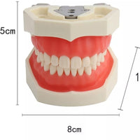 Modelo Dental - Tipodonto acrílico diferentes tipos practicas dentales