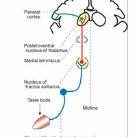 Simulador eléctrico neuronal del sentido del Gusto