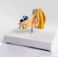 Modelo de oído en su base
