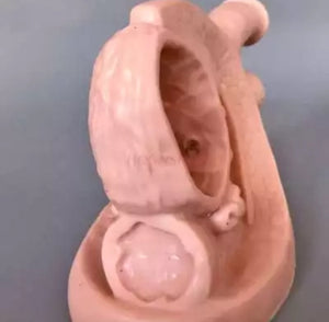 Modelo de cateterismo  para anatomía masculina