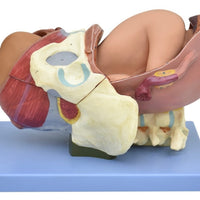 posicion fetal