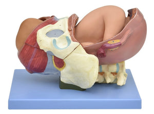 posicion fetal