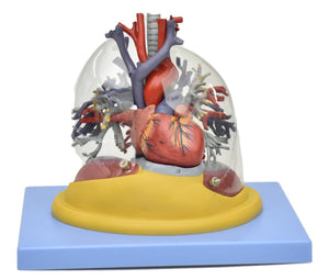 Modelo de Pulmon con corazon diafragma y arbol bronquial