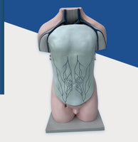 Torso de sistema vascular vena porta
