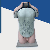 Torso de sistema vascular vena porta