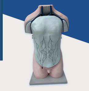 Torso de sistema vascular vena porta