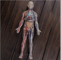 Modelo cuerpo humano desmontable esqueleto y sistema circulatorio humano transparente 4D
