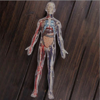 Modelo cuerpo humano desmontable esqueleto y sistema circulatorio humano transparente 4D