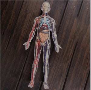 Modelo cuerpo humano desmontable esqueleto y sistema circulatorio humano transparente 4D