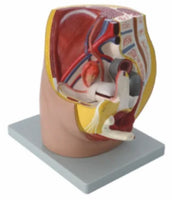 Modelo Pelvis Femenina Sagital 4D desmontable alta definiciion
