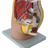 Modelo Pelvis Femenina Sagital 4D desmontable alta definiciion