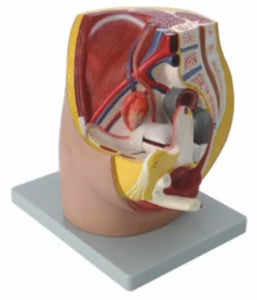 Modelo Pelvis Femenina Sagital 4D desmontable alta definiciion