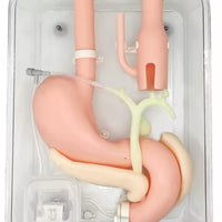 Simulador duodenal endoscopia estomago duodeno gastro