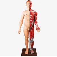 Modelo muscular torso con organos internos tamaño real (180cm)