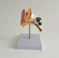 Modelo de oído en su base
