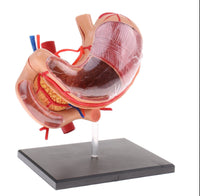 Modelo anatomico  estómago y páncreas humano 4D desmontable
